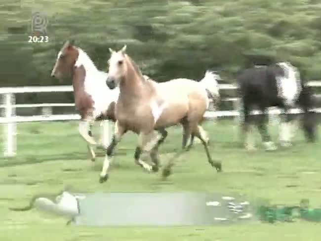 Conheça a Raça: Cavalo pampa é a raça considerada jovem