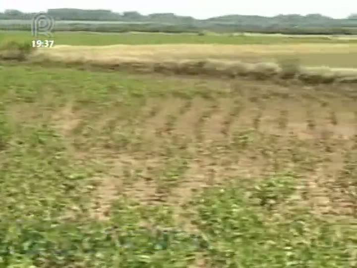 Excesso de chuva prejudica lavouras na Fronteira Oeste do Rio Grande do Sul