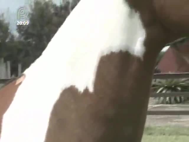 Cavalo campolina destaca-se como grande marchador