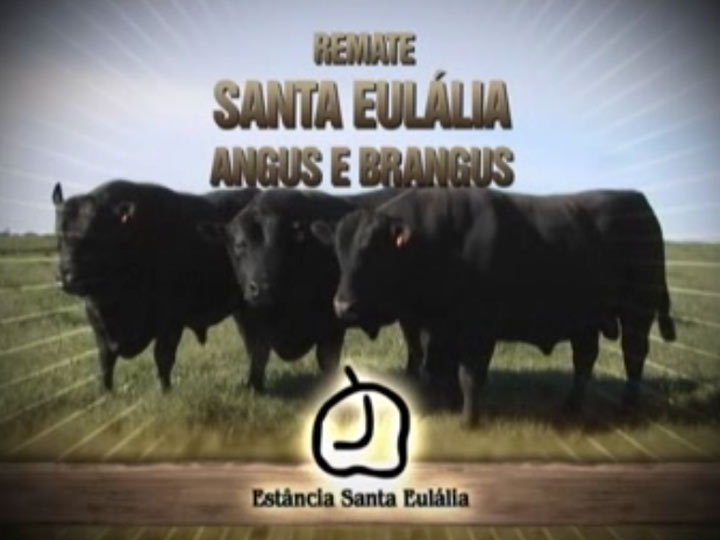 Remate Santa Eulália Angus e Brangus