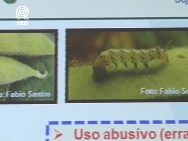 Técnicos e agrônomos do Paraná buscam alternativas de combate à lagarta helicoverpa