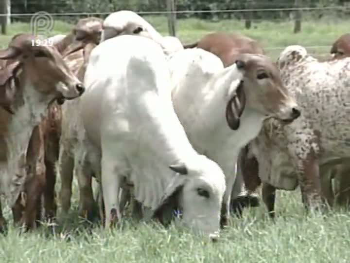 Especialistas comemoram a decisão da Organização Mundial de Saúde Animal que manteve o Brasil com status de livre da doença da vaca louca