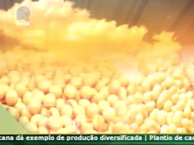 Técnica Rural mostra como o manejo do solo impulsiona a produtividade da lavoura de soja