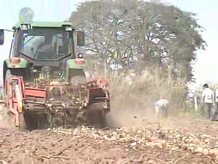 Preço da batata atinge maior patamar dos últimos 10 anos