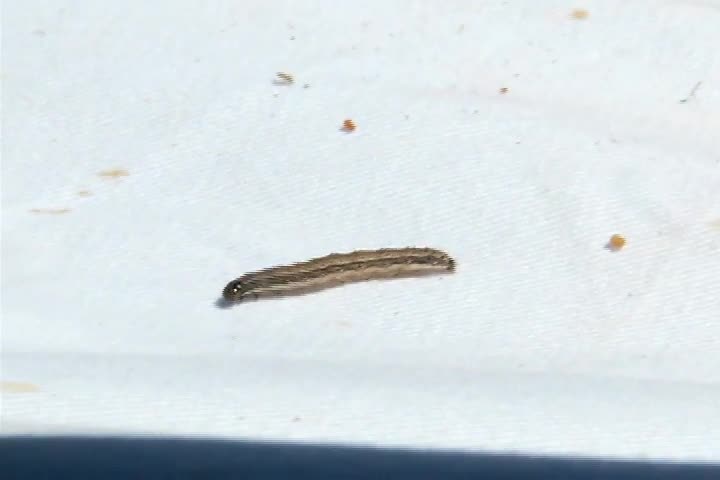 Técnica Rural - De olho na lagarta - Como fazer o uso racional de inseticidas