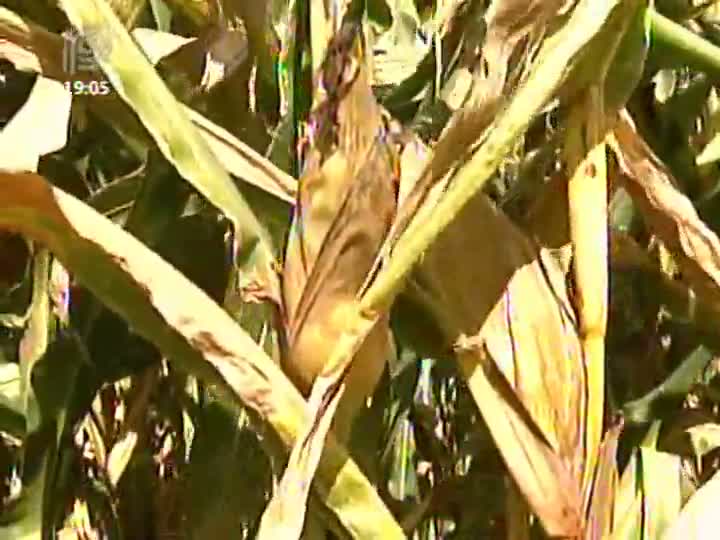 Relatório do USDA mostra aumento de intenção de plantio de milho nos EUA