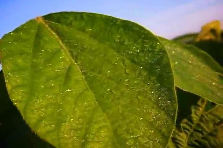 Momento Soja: Adubação e Análises Foliares