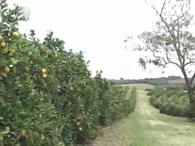 Falta de chuva preocupa produtores de laranja do interior de São Paulo