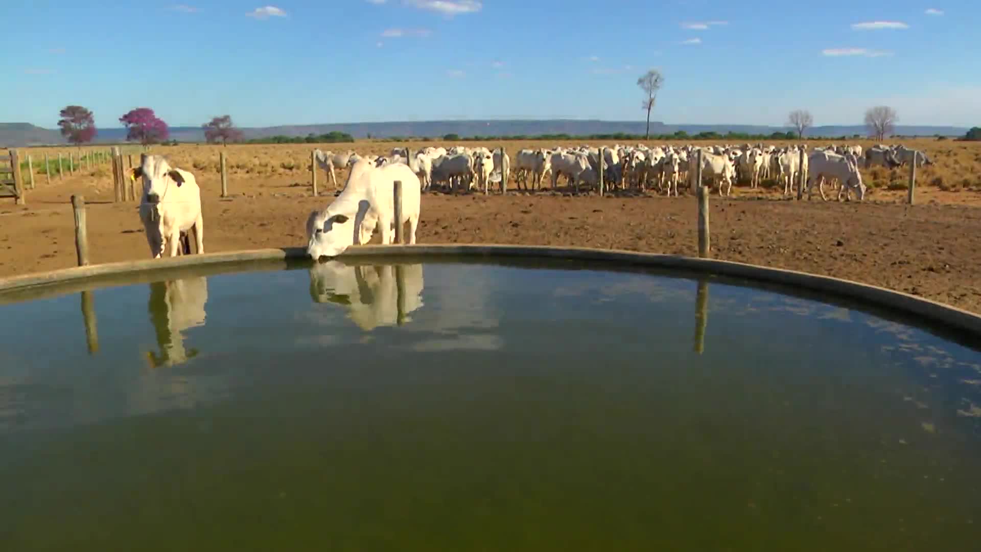 Parceiros do Campo- Barra do Garças - MT