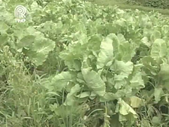 Chuvas causam prejuízos na produção de hortaliças em São Paulo