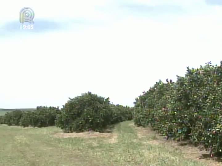 Suco de laranja fora da cesta básica desanima citricultores