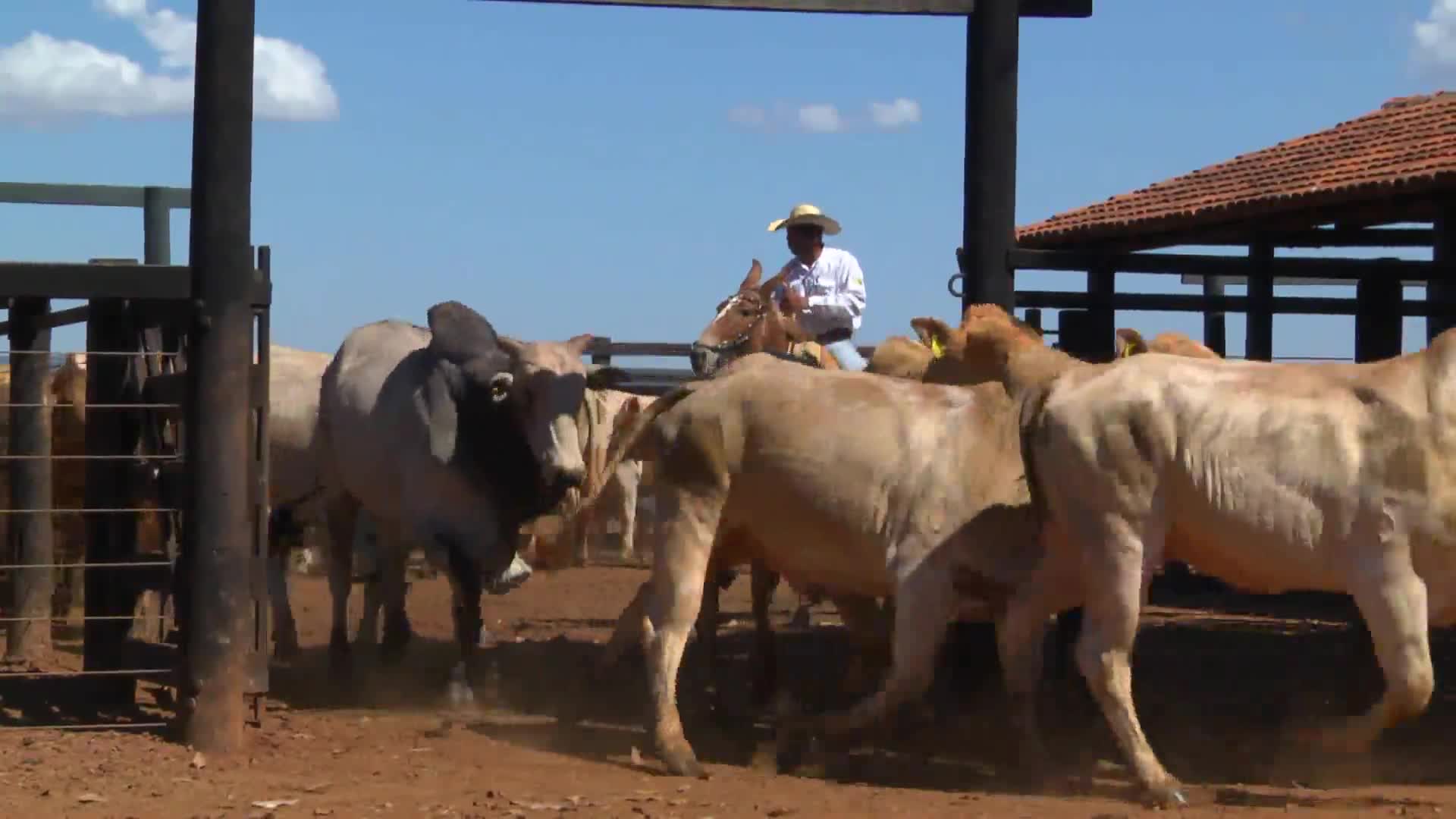 Parceiros do Campo- Sta Bárbara de Goiás - GO