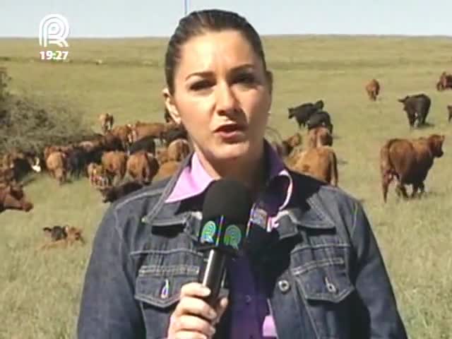 Crescimento da agricultura sobre áreas de pastagens no RS alerta pecuaristas