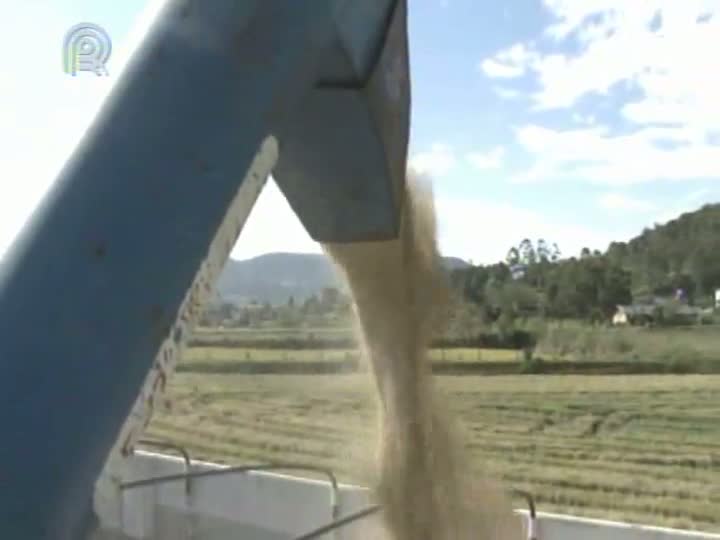 Cooperativismo em Notícia: produtores de arroz do Alto Vale do Itajaí (SC) chegam ao final da colheita e avaliam perdas