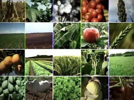 Tecnologia do Campo destaca o cultivo mecanizado do café