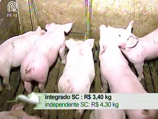 ACCS recomenda que produtores de Santa Catarina mantenham plantéis estáveis para melhora no preço de suínos