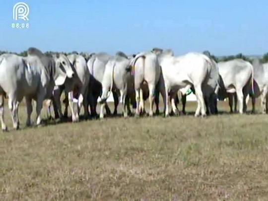 Bom Dia Campo faz homenagem ao dia do pecuarista