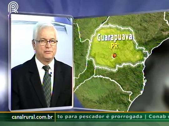 Lavouras de trigo sofrem acamamento no Paraná devido ao excesso de chuva