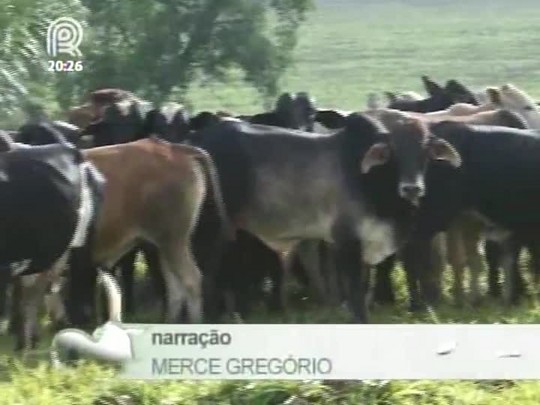 Jornal da Pecuária estreia quadro sobre nutrição animal