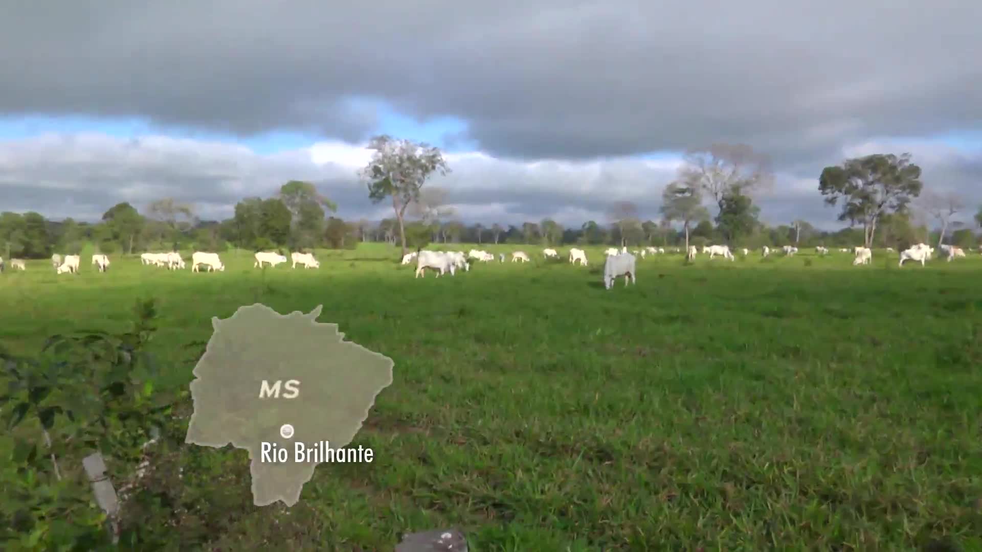 Parceiros do Campo- Campo Grande - MS