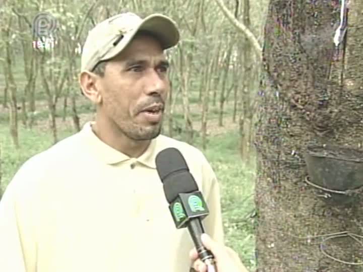 Chuva dos últimos dias tem ajudado produtores de seringueira em São Paulo