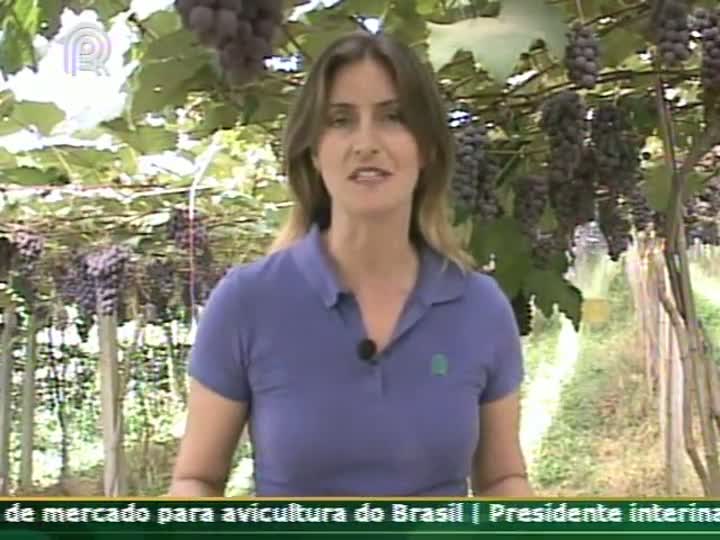 Cultivo orgânico de uva niágara