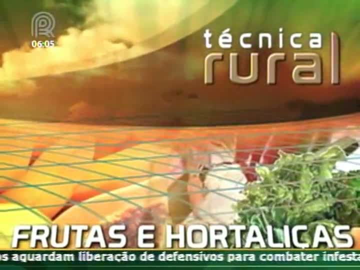 Técnica Rural - Tomate Geminivirus