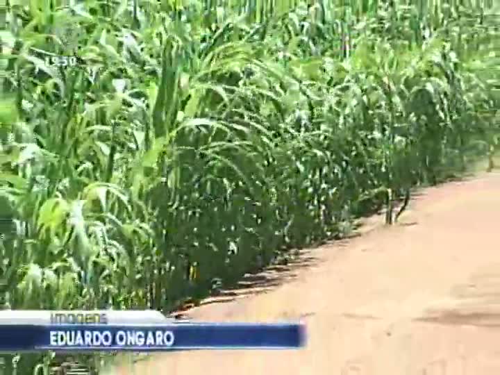 Etanol experimental produzido a partir do sorgo pode ser alternativa à produção com cana-de-açúcar