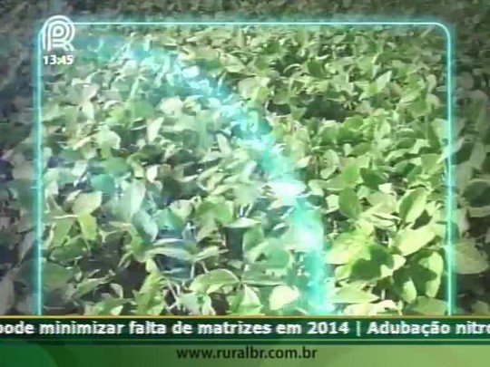 Chuvas podem favorecer o aparecimento da ferrugem em Mato Grosso