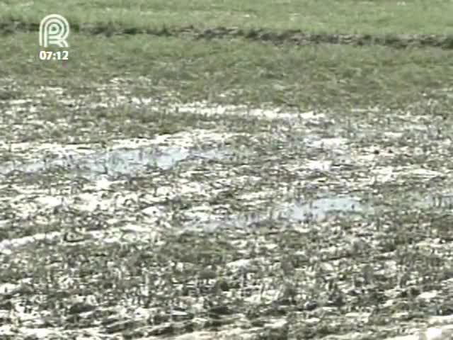 Fortes chuvas no RS causam perdas nas lavouras de arroz