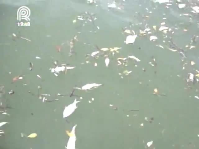 Pescadores artesanais acumulam prejuízos no Porto de Santos