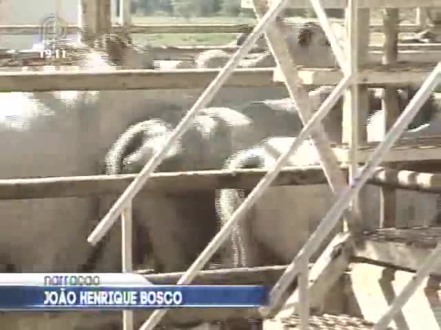 Retomada do mercado russo gera expectativas para o mercado de carne de Mato Grosso