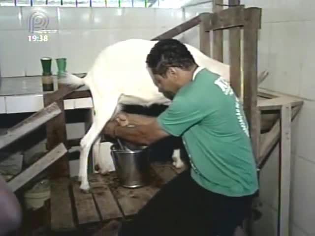 Preocupação com bem-estar animal melhora a qualidade da produção