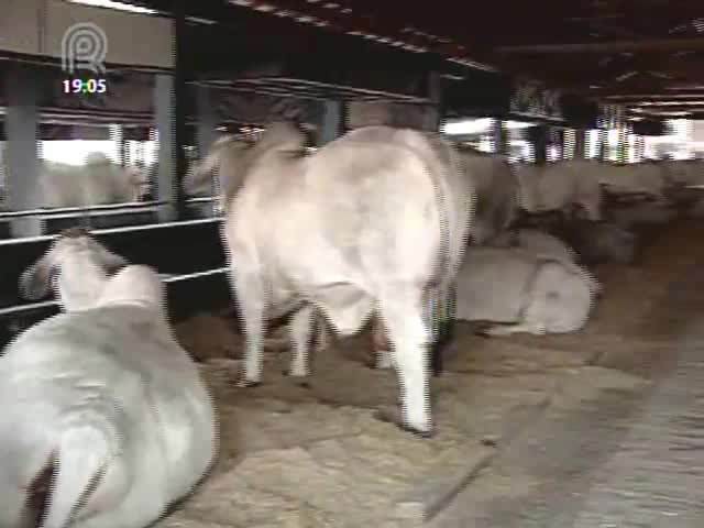 Raças brahman e nelore trocam experiências durante exposição em Minas Gerais