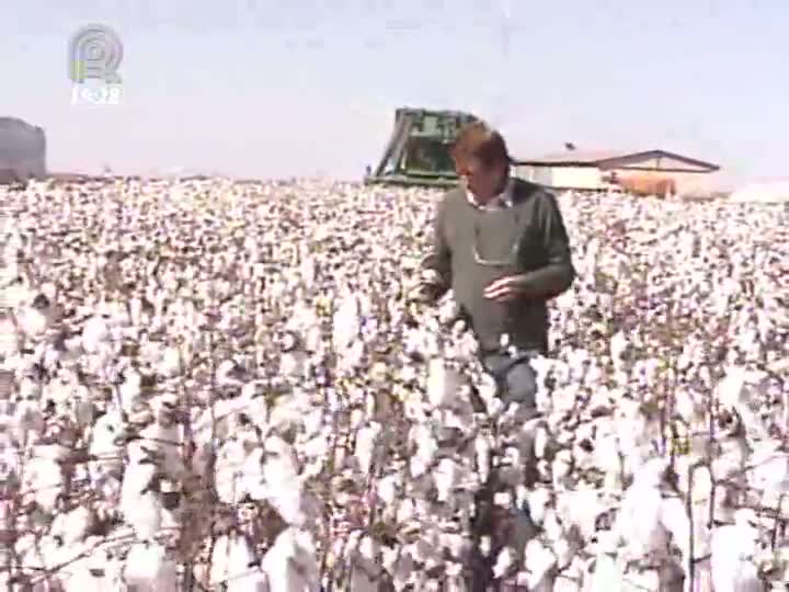 Redução na área de plantação de algodão em Mato Grosso ocasionou alta nos preços do produto