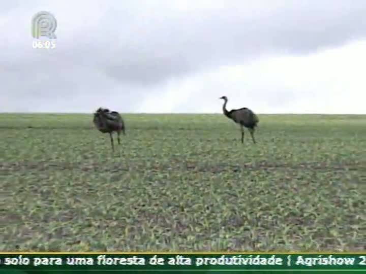 Impactos climáticos na cultura do milho