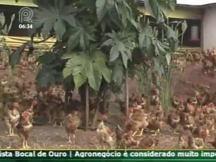 Técnica Rural: Frango caipira