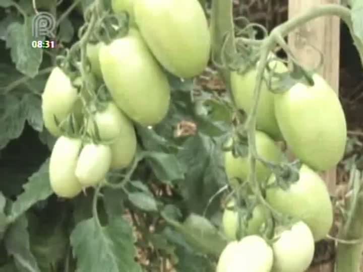 Cooperativismo em Notícia apresenta a cobertura completa do Dia de Campo da Coocam em Lebon Régis