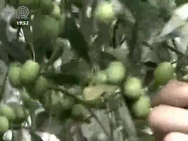 Início da colheita de azeitonas é promessa de bons lucros para produtores de Santa Catarina