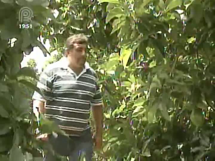 Produtores de abacate de São Paulo comemoram a alta na safra