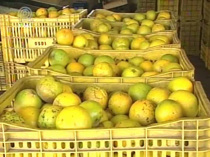 Citricultores investem na laranja de mesa em busca de maior lucratividade