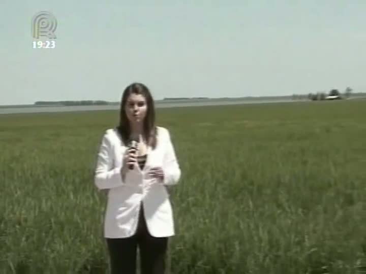 Produtividade de arroz deve ter queda devido às chuva de fim de ano