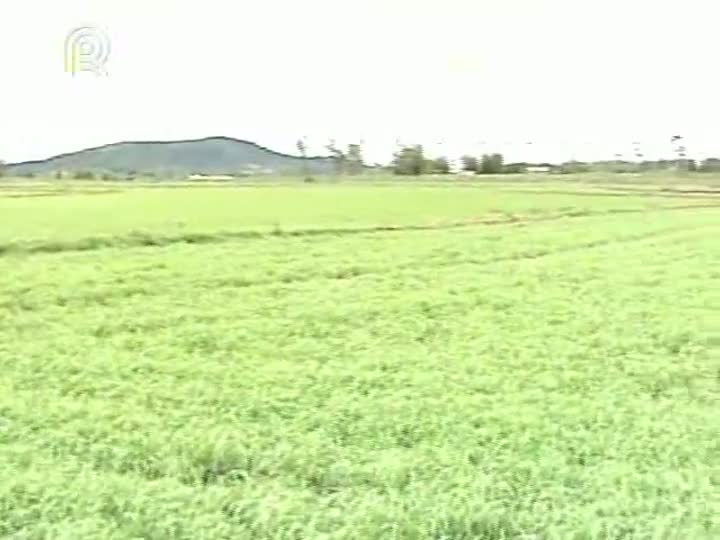 Produtores de arroz do Rio Grande do Sul estão preocupados com queda no preço do grão