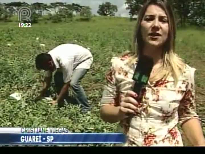 Preço da melancia sobe cerca de 20% nesta safra em São Paulo