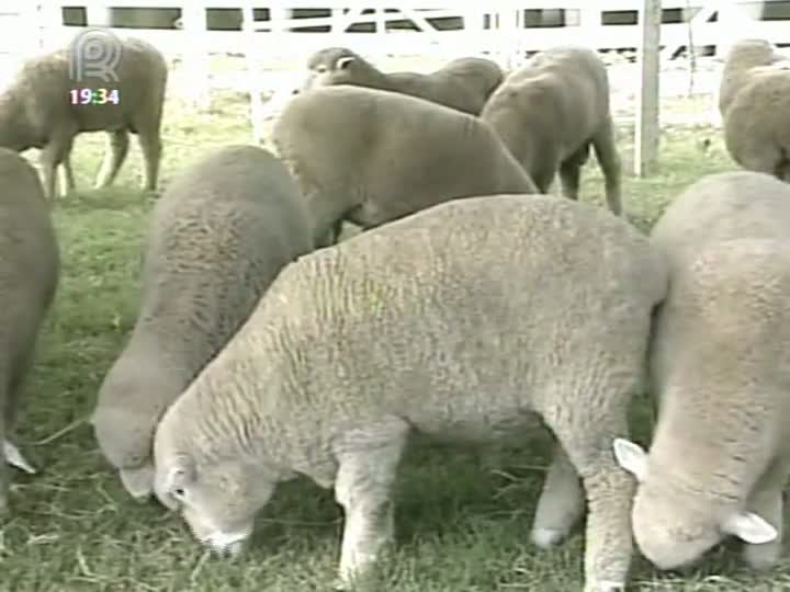 Feovelha deve faturar em torno de R$ 1,2 milhão no Rio Grande do Sul