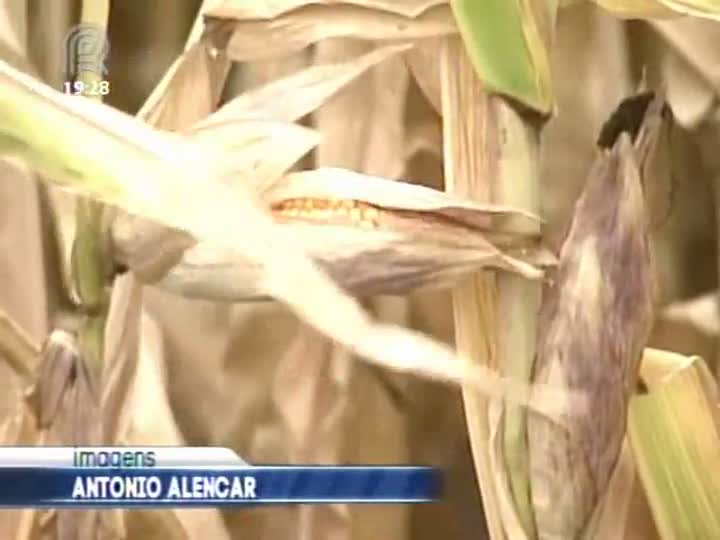 Preço do milho está em queda no Brasil