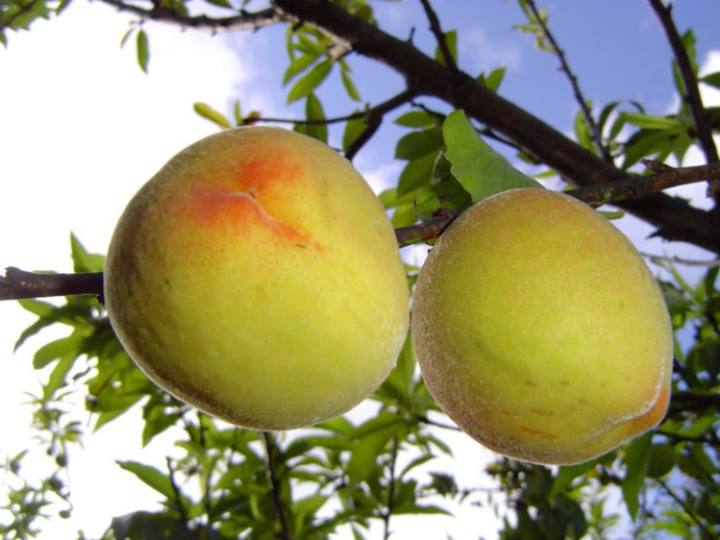 Altas temperaturas preocupam fruticultores gaúchos