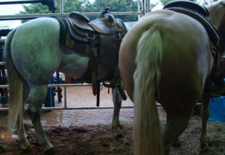 Cavalos da polícia de São Paulo são isolados por contraírem mormo