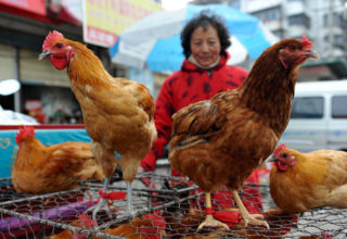 Japão confirma caso de gripe aviária no país