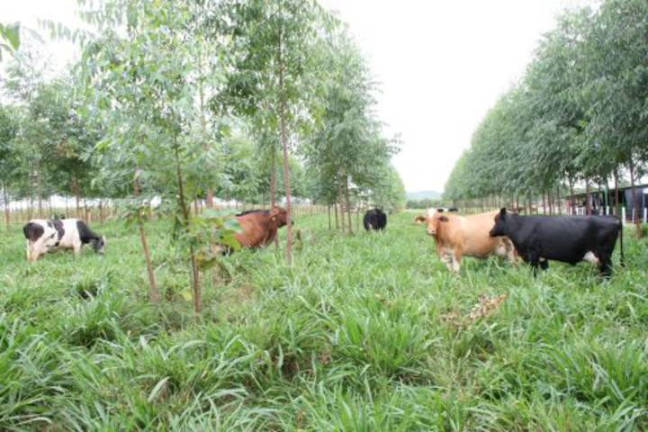 Tecnologia do Campo traz novidades no sistema de agricultura e pecuária sustentável